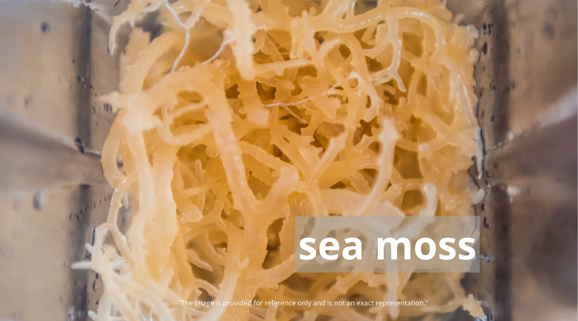 sea-moss-co3rpk Sea Moss: Unveiling the Truth Behind the Health Hype