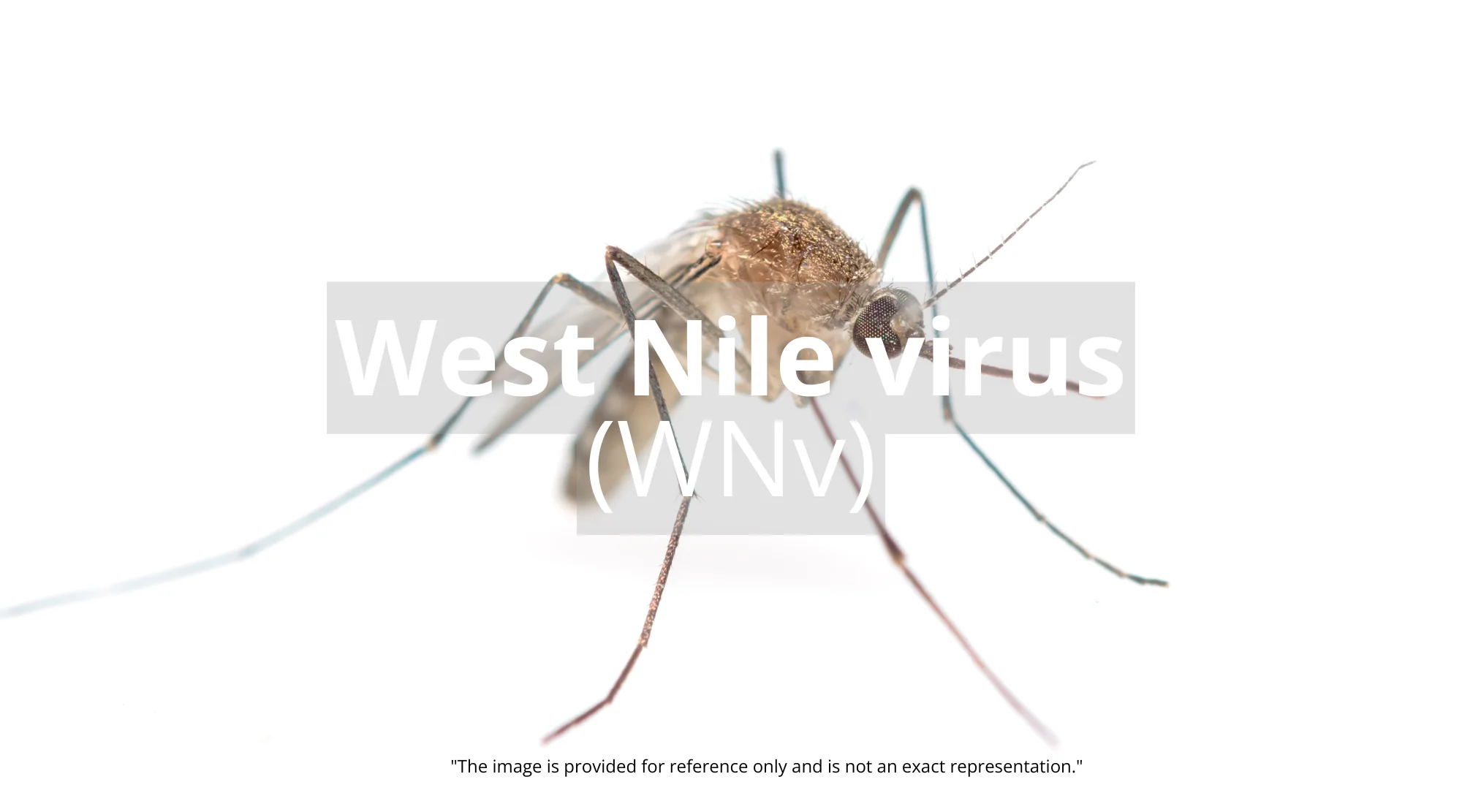 Protect Yourself: West Nile Virus Alert - Stay Safe From Mosquito Bites - West Nile virus